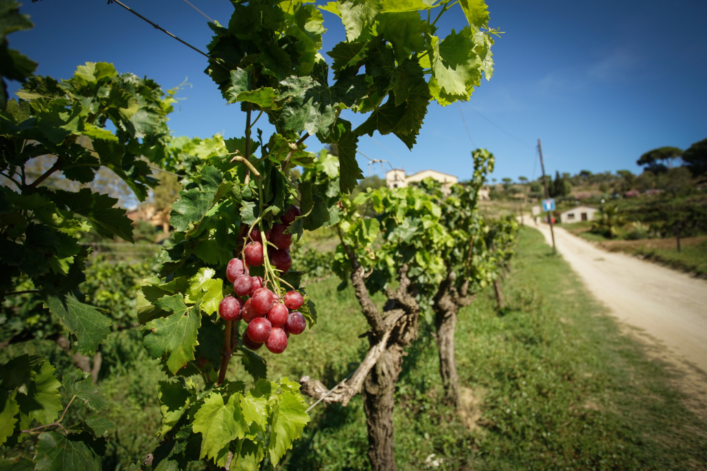 Vines from the picturesque vineyard, with growing grapes